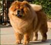 chows ranger's Avatar