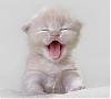 naid's Avatar