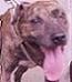 Pit Bull's Avatar